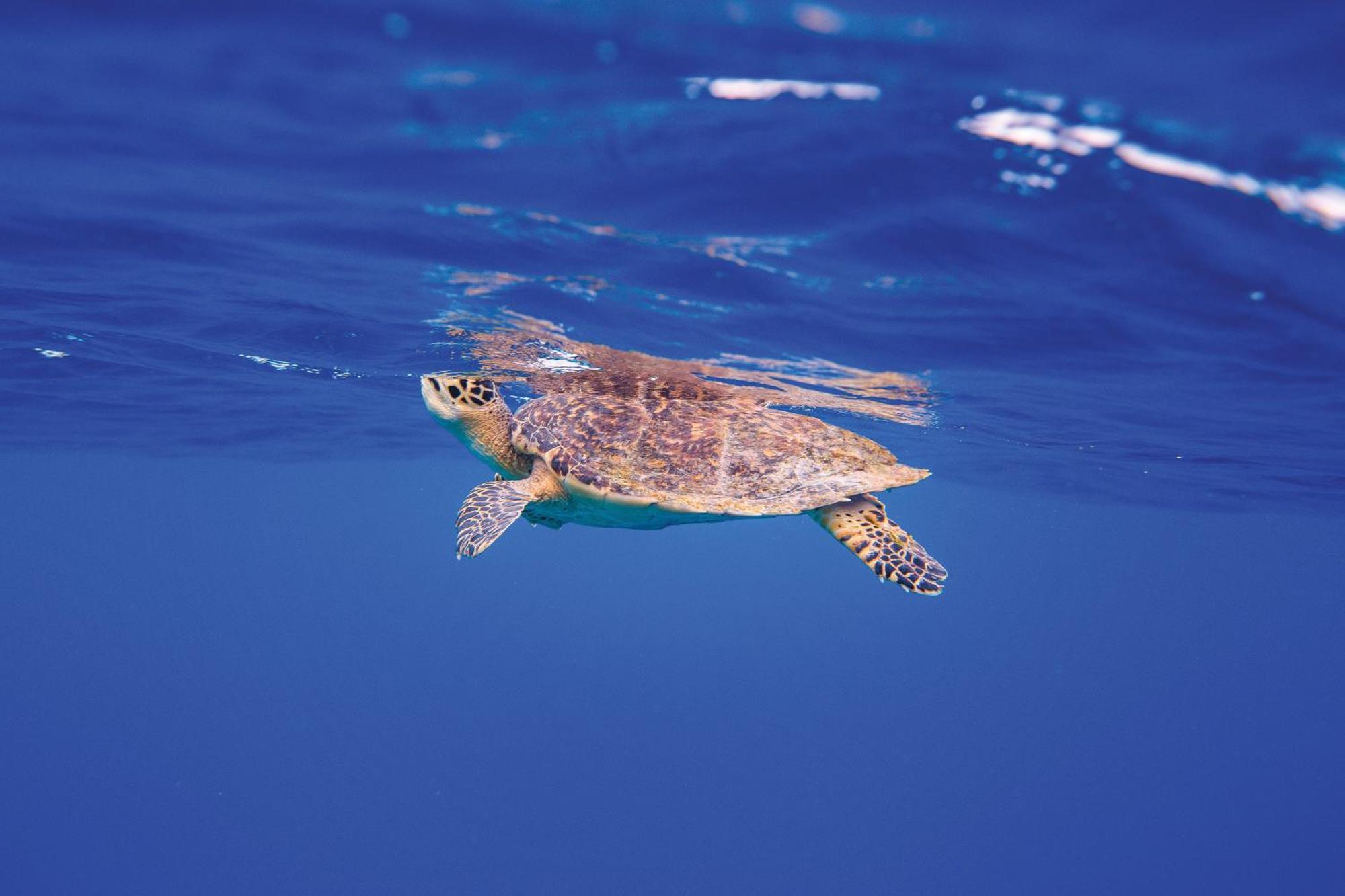Oblu Nature Helengeli-All-Inclusive With Free Transfers Gaafaru Esterno foto