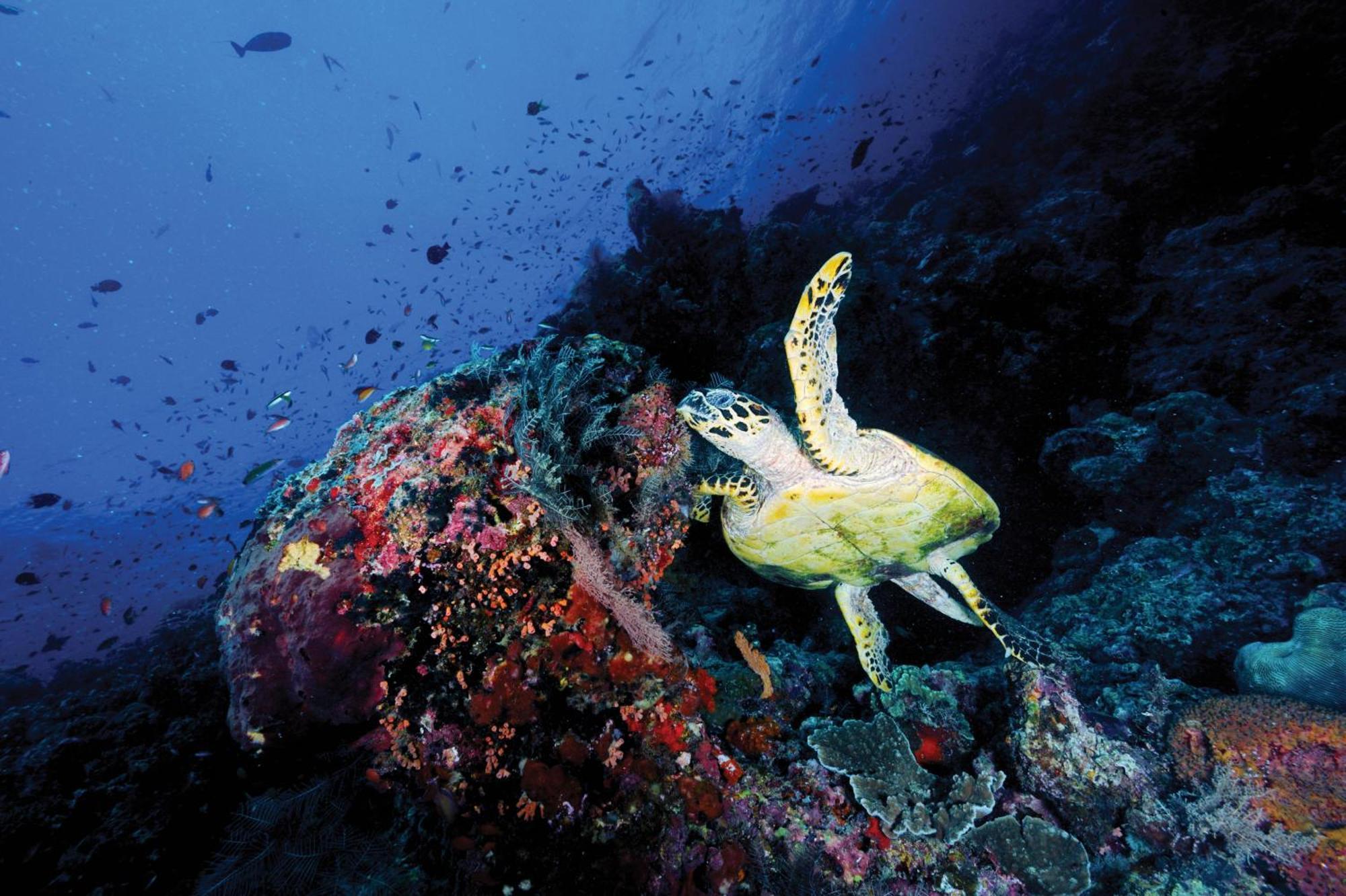 Oblu Nature Helengeli-All-Inclusive With Free Transfers Gaafaru Esterno foto