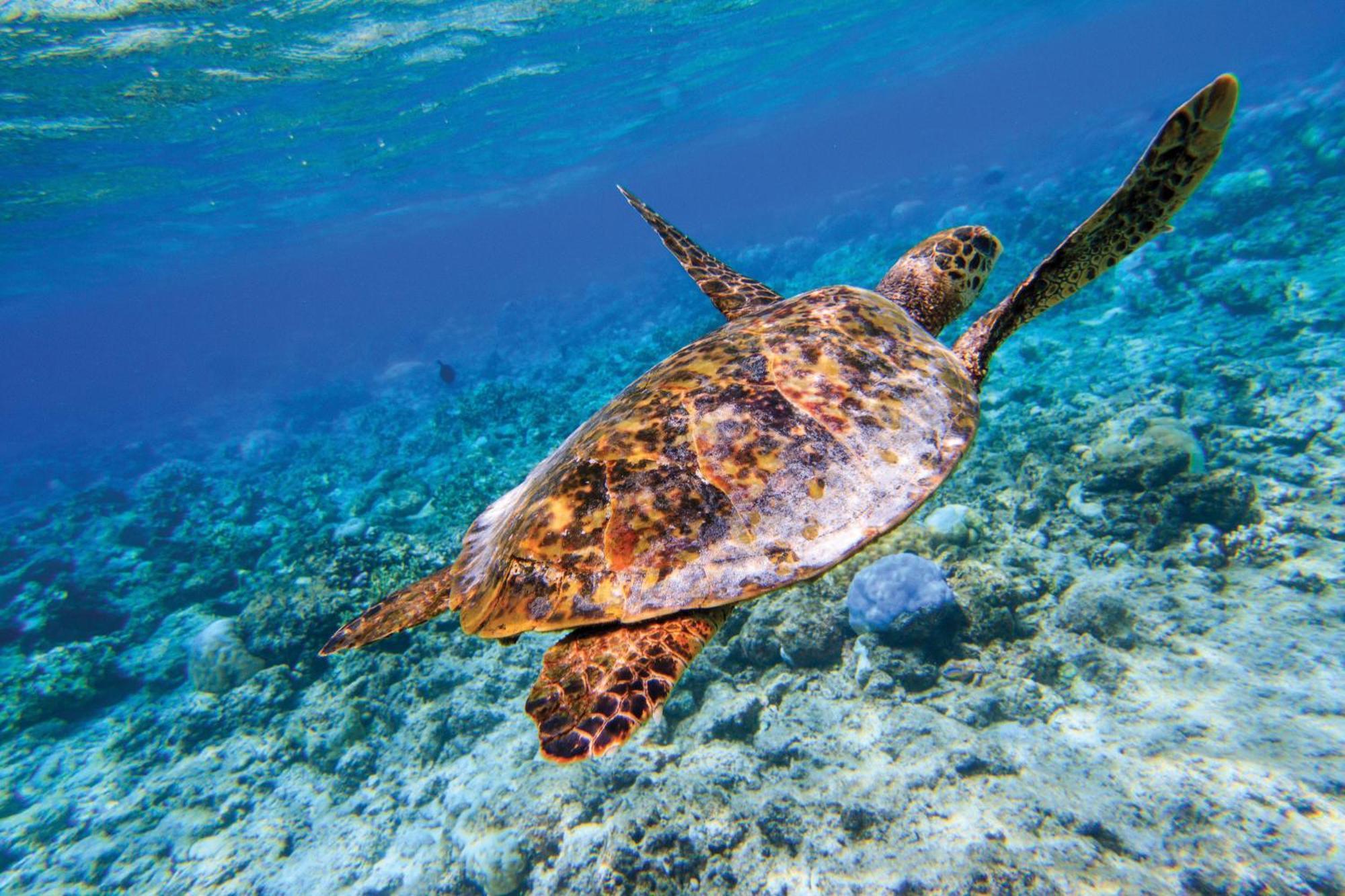 Oblu Nature Helengeli-All-Inclusive With Free Transfers Gaafaru Esterno foto